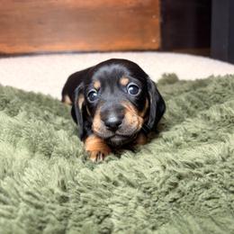 Sprout - Black and tan male Dachshund puppy in Washburn, Tennessee from Clinch Mountain Dachshunds