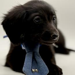 AKC blue boy - Black male Dachshund puppy in Bartlesville, Oklahoma from OkieDokieDox