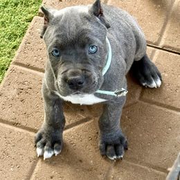 Baby Blue Collar MALE Grey Brindle - Gray brindle male Cane Corso puppy in Mc Ewen, Tennessee from Worldwide Kennels