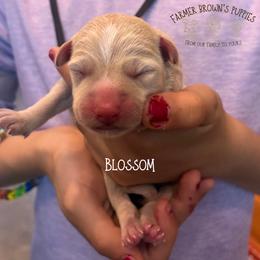 Blossom - Apricot female Schnoodle puppy in Sedalia, Missouri from Farmer Brown's Puppies