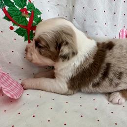 Mistletoe - Red merle female Miniature Australian Shepherd puppy in Nashville, Tennessee from Little B’s Aussies