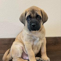 Neil Down - Fawn male Mastiff puppy in Carthage, Missouri from Mama’s Mastiffs
