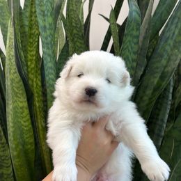 Tony - White male Samoyed puppy in Lafayette, Louisiana from Southern Roux Samoyeds