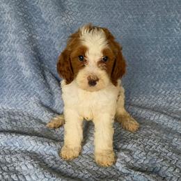 Sally - Red female Irish Doodle puppy in Bonifay, Florida from Heavenly Poodles