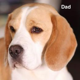 Riley - Beagle