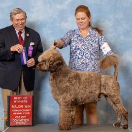 Portuguese Water Dog Puppies from Tanya Jones