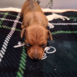 2 - Stag red Miniature Pinscher puppy in Phelan, California from Desert Rose Kennel