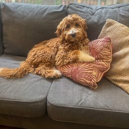 Goldendoodle Puppies from Ruby's Kit & Ka'Doodles