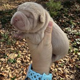 Holly - Cream female Chinese Shar-Pei puppy in North Carolina from Amy Mahaffey's Chinese Shar-Pei