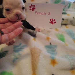 Female 3 - Black and white female Boston Terrier puppy in Headland, Alabama from Crystal Carlisle's Boston Terriers