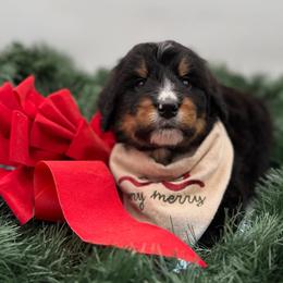 Yellowstone - Tri-color male Bernedoodle puppy in Ocala, Florida from Bernedoodles of Florida