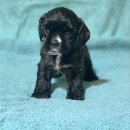Black Sable Girl - no collar - Sable and white female Cocker Spaniel puppy in Delphi, Indiana from Benchmark Cockers