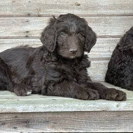 Purple - Chocolate Labradoodle puppy in Batesville, Arkansas from Morris Farmyard