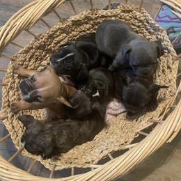 French Bulldogs from Jamsek’s Bullies