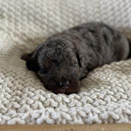 Female No. 2 Phantom Merle Abstract - Merle female Bernedoodle puppy in Modesto, California from Central Valley Canine Companions