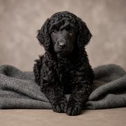 Tumnus - Silver male Poodle puppy in Spring Hills, Florida from The Olympus Standard Poodle