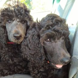 Poodle Puppies from Magnificent Standards