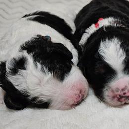 Galadriel - Black and white female Bernedoodle puppy in Granton, Wisconsin from Rose River Farms
