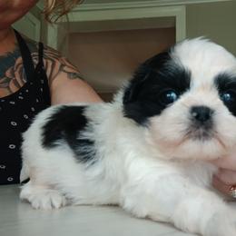 Charlie - Black and white male Shih Tzu puppy in Brodnax, Virginia from K.B's
