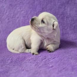 Zelda - White female West Highland White Terrier puppy in Toronto, Ohio from Shekinah’s Mi-Kis & Cricket Hill’s Westies