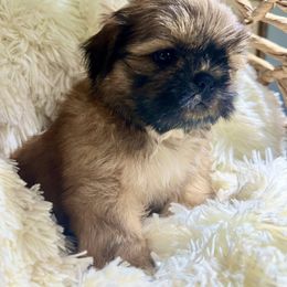 Gold Black Mask Male - Gold male Shih Tzu puppy in Mendenhall, Mississippi from Hollingsworth Shih Tzus