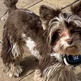 Stormie - Yorkshire Terrier