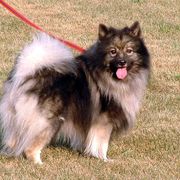 Keeshond Puppies from Keeshond Country Paradise