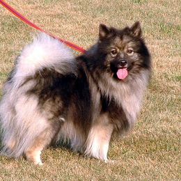Keeshond Puppies from Keeshond Country Paradise