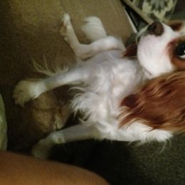 Willow - Cavalier King Charles Spaniel