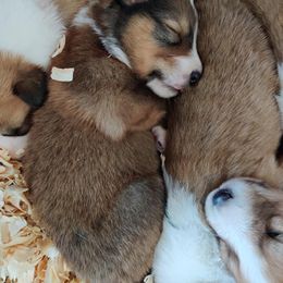 Collie Puppies from Lanz Hollow Farm