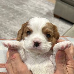 Beau - Blenheim male Cavalier King Charles Spaniel puppy in Gallatin, Tennessee from Kids and Canines