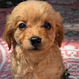 Luna Lou - Apricot female Goldendoodle puppy in Centralia, Missouri from Oodles Of Doodles Mo.