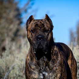 Sezäe - Cane Corso