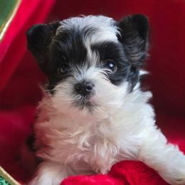 Jinu - Parti male Yorkshire Terrier puppy in California from Corazon de gigante