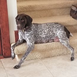 Nola - German Shorthaired Pointer