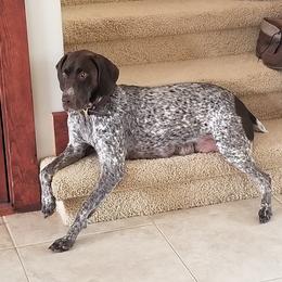 Nola - German Shorthaired Pointer