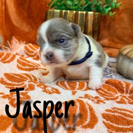 Jasper - Tricolors male French Bulldog puppy in Peoria, Arizona from A Quality French Bulldogs AZ
