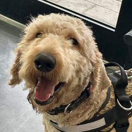 Buuster - Goldendoodle