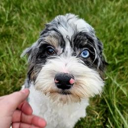 Cockapoo, Maltipoo, Morkie, and Yorkipoo Puppies from Mosaic Merle Doodles