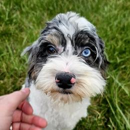 Cockapoo, Maltipoo, Morkie, and Yorkipoo Puppies from Mosaic Merle Doodles