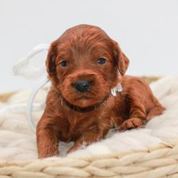 White collar girl - Red  female Goldendoodle puppy in Spokane, Washington from Dream Doodles in Spokane WA