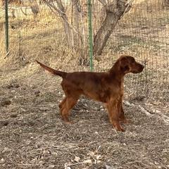 Irish Setter Puppies from Maxwell Irish Setters