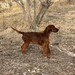 Irish Setter Puppies from Maxwell Irish Setters