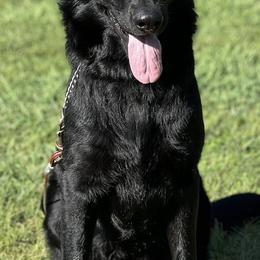 Kit - German Shepherd
