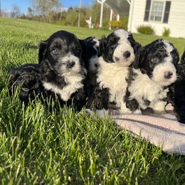Portuguese Water Dog Puppies from Cornerstones Porties
