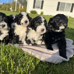 Portuguese Water Dog Puppies from Cornerstones Porties