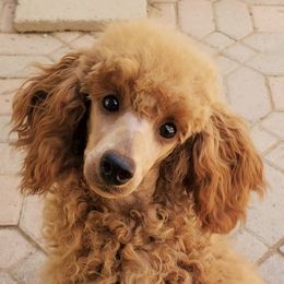 Poodles from Kayekids Poodles