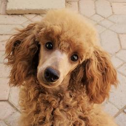 Poodles from Kayekids Poodles