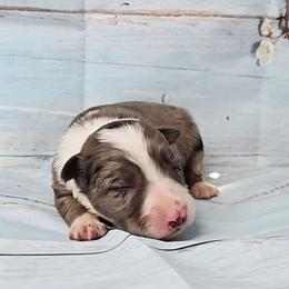 Demelza - White and blue merle female Border Collie puppy in Avilla, Indiana from Borderline Kennels