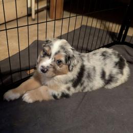 Snickers - Blue merle male Miniature Australian Shepherd puppy in Crockett, Texas from Pleasant Grove Aussies